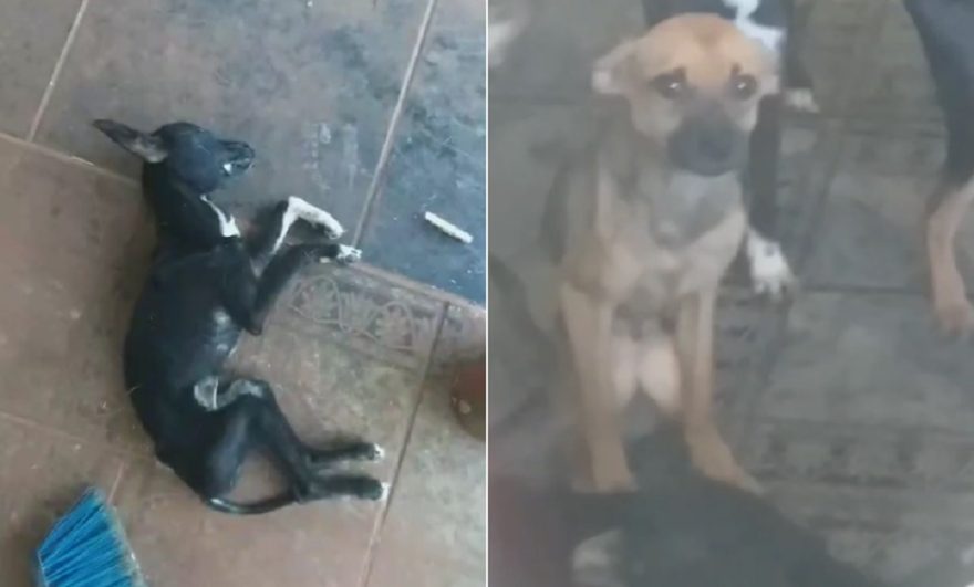 Chocante: Internautas denunciam maus-tratos em propriedade rural de Cascavel