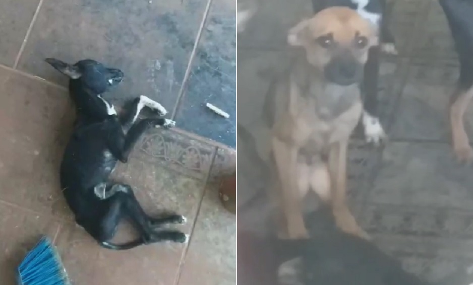 “Eu não sou um animal, não sou um bicho”, diz morador de área rural após denúncia de maus-tratos