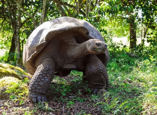 Por que as tartarugas vivem tanto tempo e outros animais, tão pouco?