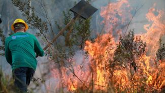IAT alcança 1.485 voluntários com formação de nova turma de brigadistas