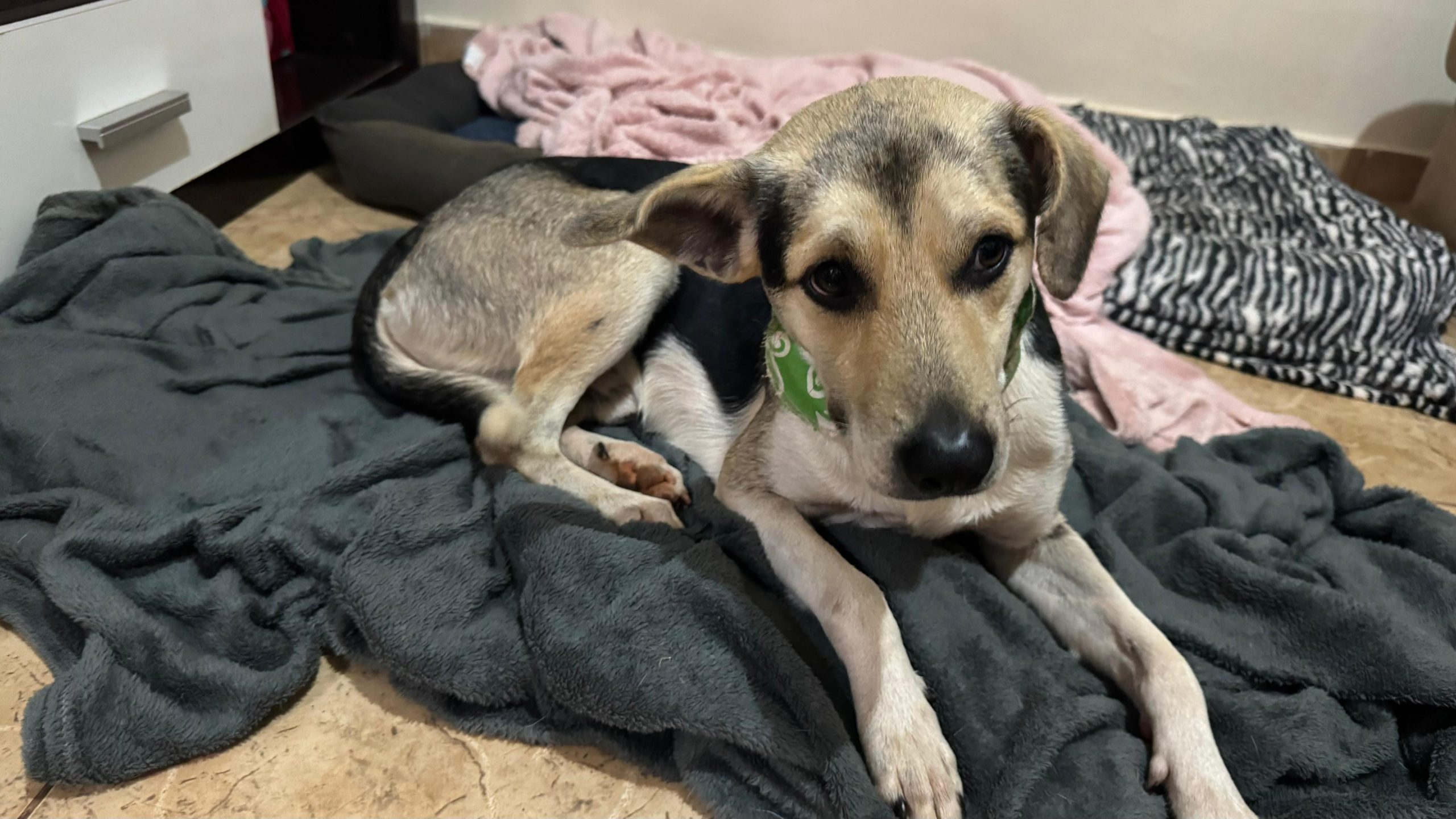 Cachorrinho resgatado precisa de um novo lar cheio de amor