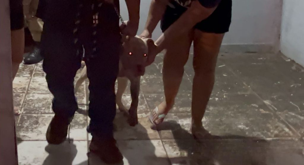 Pitbull invade residência e ataca cachorro em Foz do Iguaçu Pitbull invade residência e ataca cachorro em Foz do Iguaçu