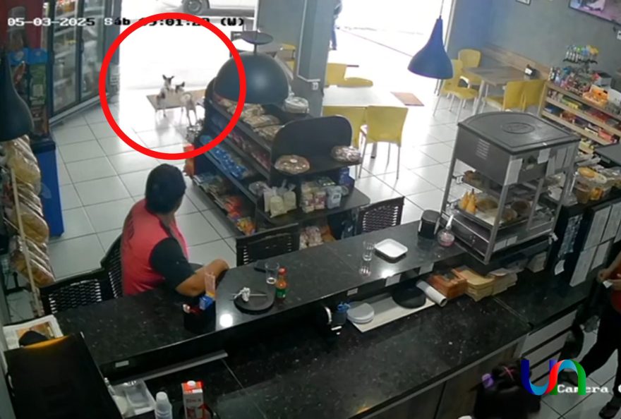 “Dupla canina” é flagrada furtando pacote de torresmo em padaria de Umuarama; veja vídeo