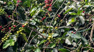 Safra de café deve crescer 2,7% e chegar a 56 milhões de sacas em 2025