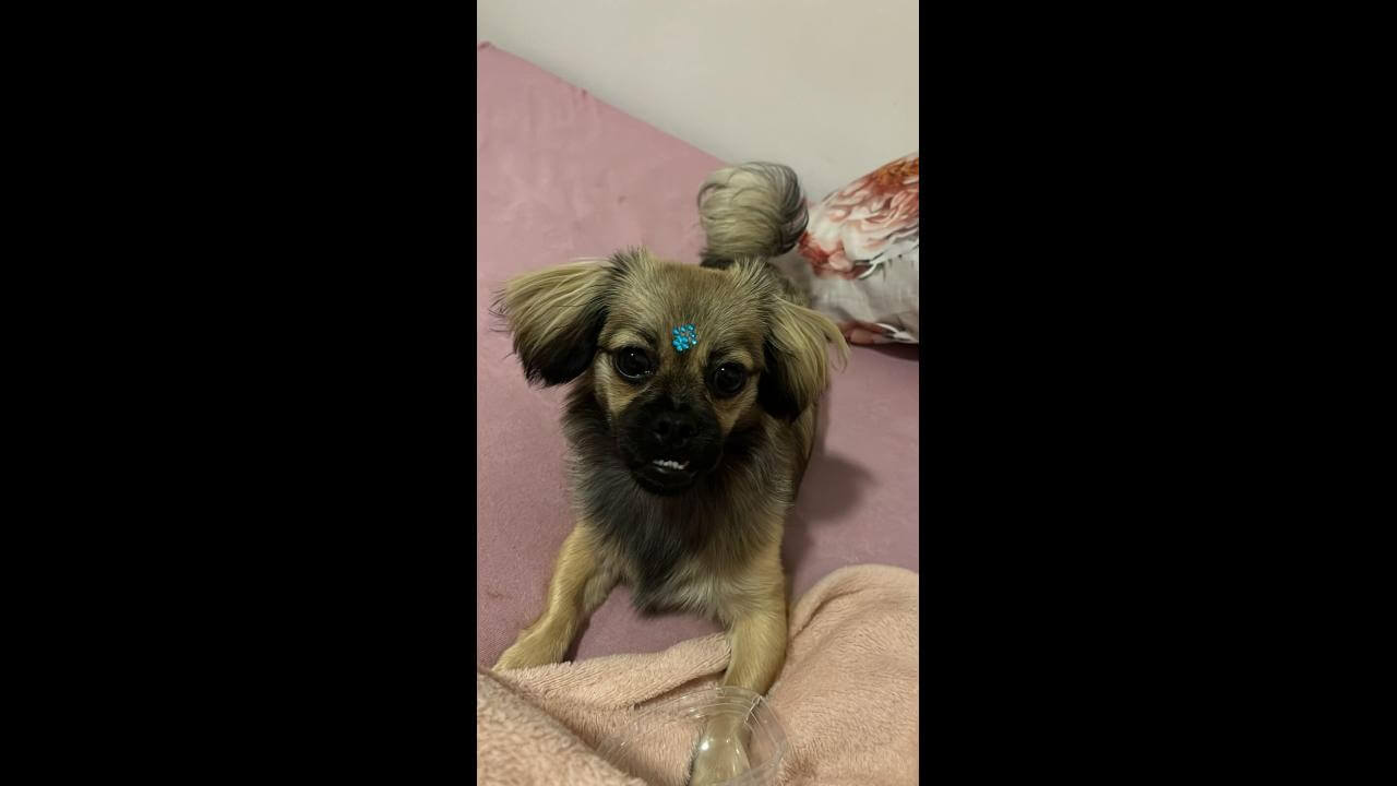 Cachorra Maya desapareceu no bairro Coqueiral