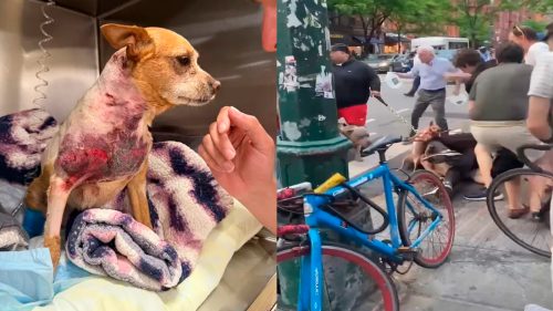 Vídeo: Chihuahua Penny é brutalmente atacada por Pitbulls no meio da rua Vídeo: Chihuahua Penny é brutalmente atacada por Pitbulls no meio da rua