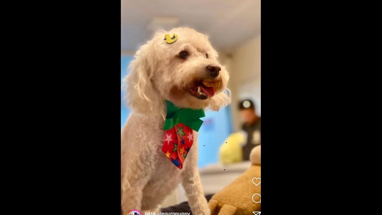 Cachorro Filho desapareceu no bairro Nova Cidade