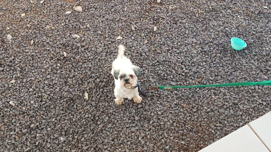Cachorro é encontrado no bairro Universitário