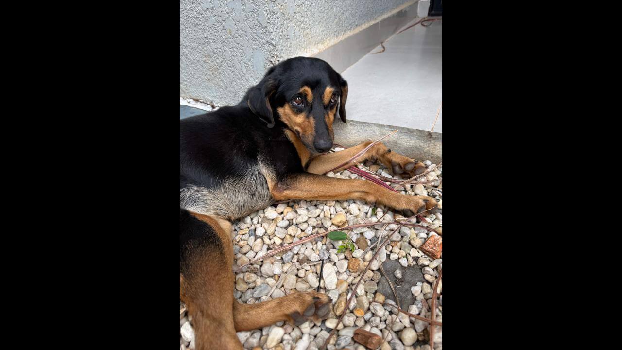 Cachorra é encontrada no bairro Centro Cachorra é encontrada no bairro Centro