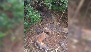 Imagem referente a DH divulga imagem de cadáver em decomposição para auxiliar na identificação