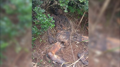 DH divulga imagem de cadáver em decomposição para auxiliar na identificação Imagem referente a DH divulga imagem de cadáver em decomposição para auxiliar na identificação