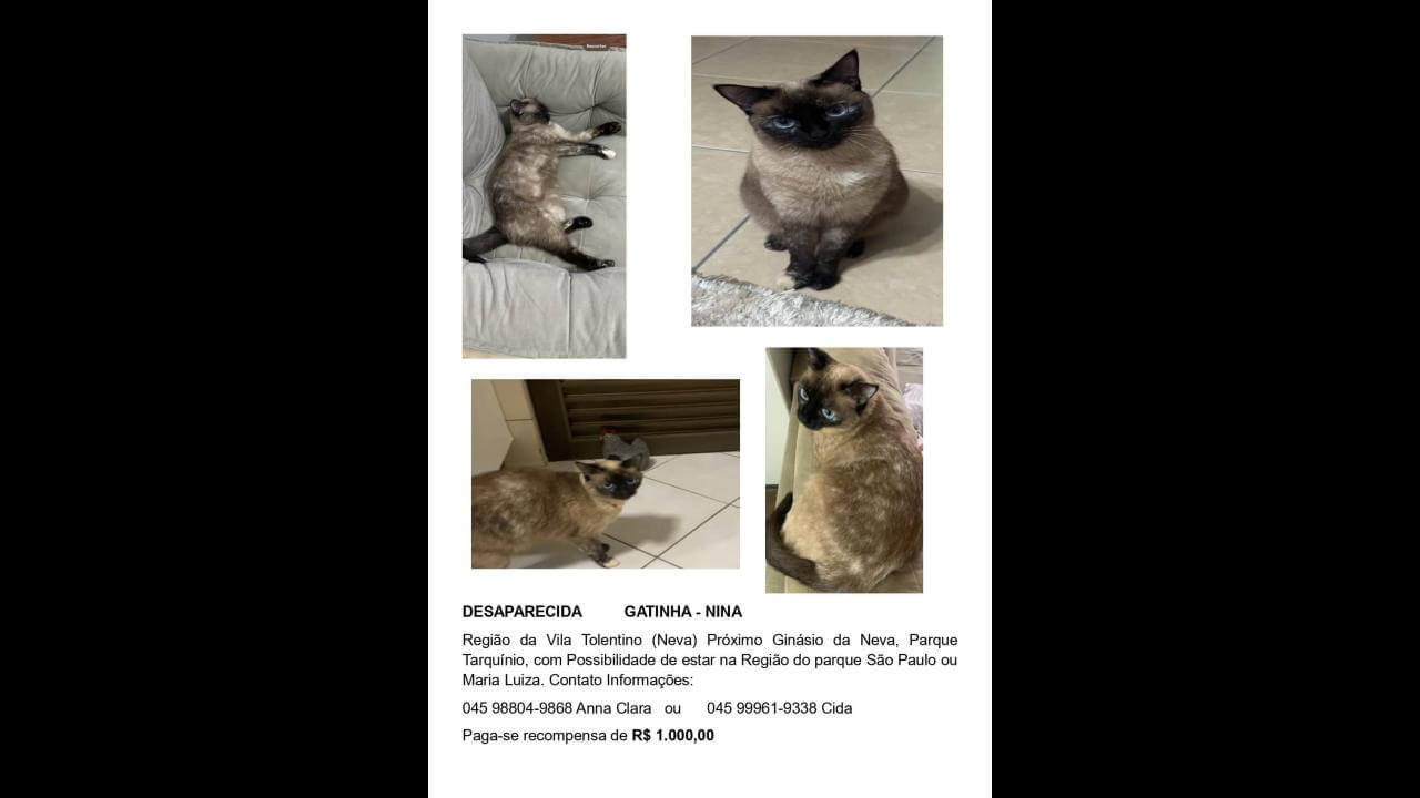 Gata Nina desapareceu no bairro Neva