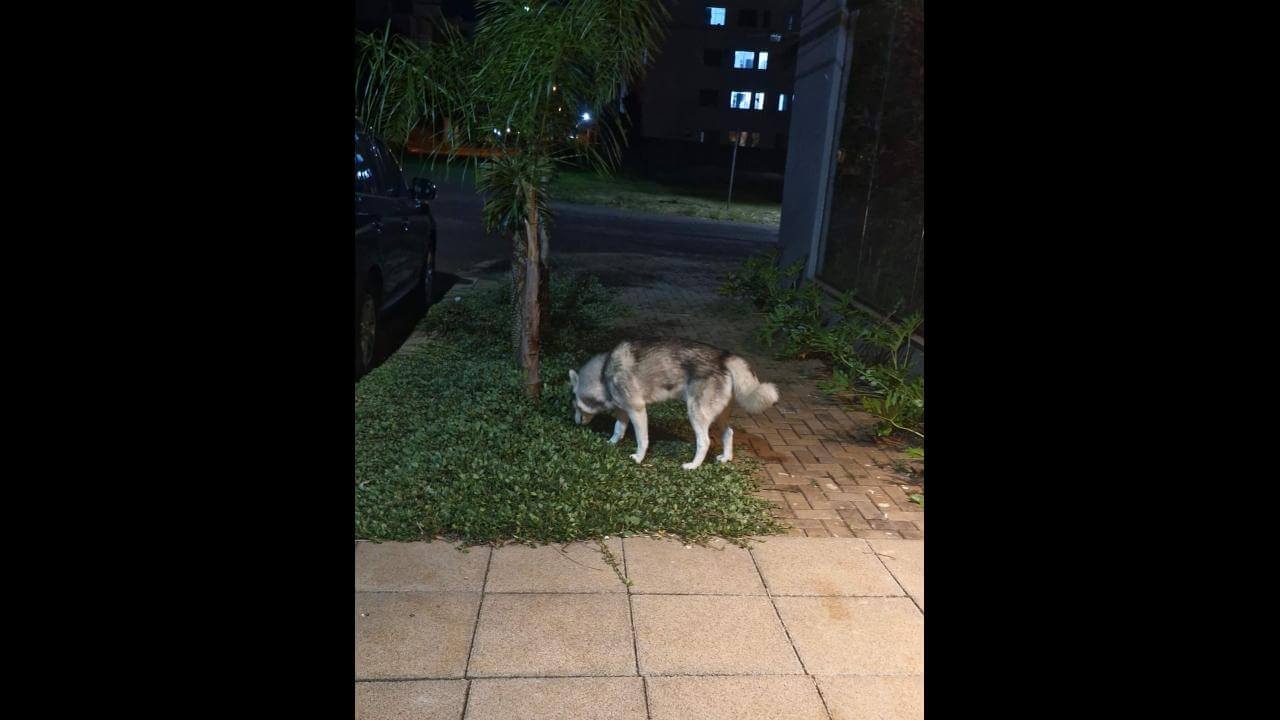 Cachorro é encontrado no bairro Santo Inácio