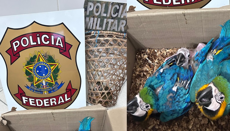 Homem é preso por maus-tratos e comercialização de animais silvestres