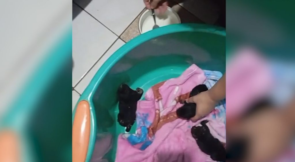 Filhotes de cachorro são abandonados em estrada rural de Cascavel