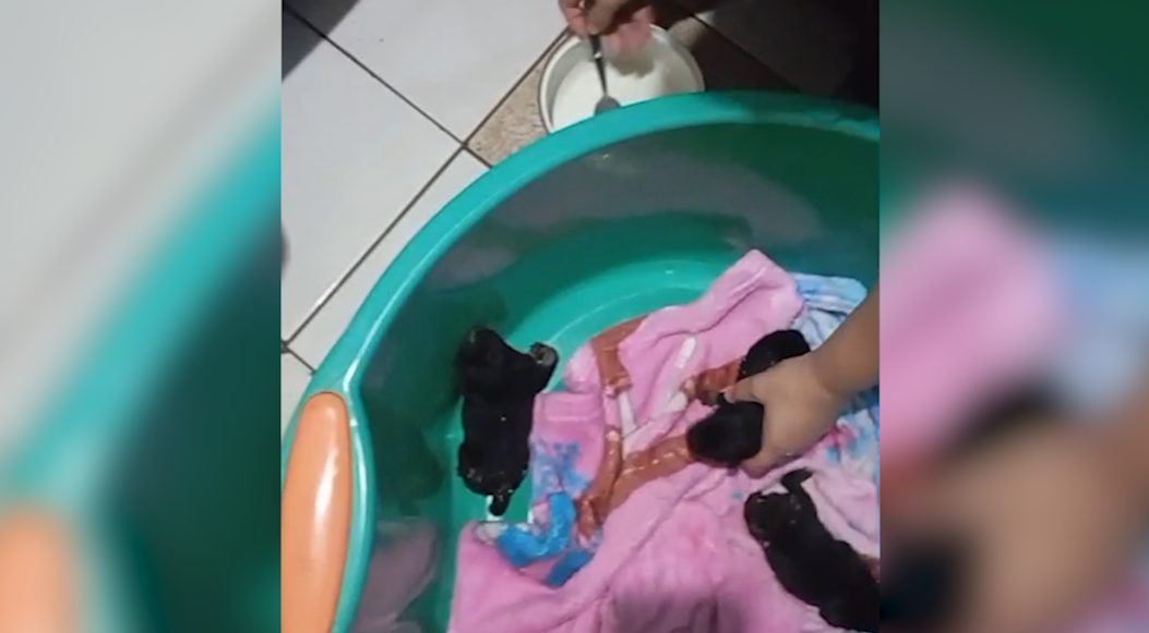 Filhotes de cachorro são abandonados em estrada rural de Cascavel