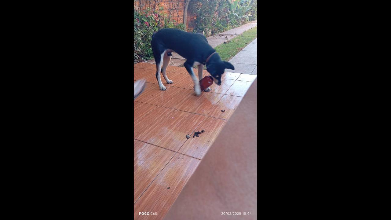 Cachorro Pitoco desapareceu no bairro Santa Cruz