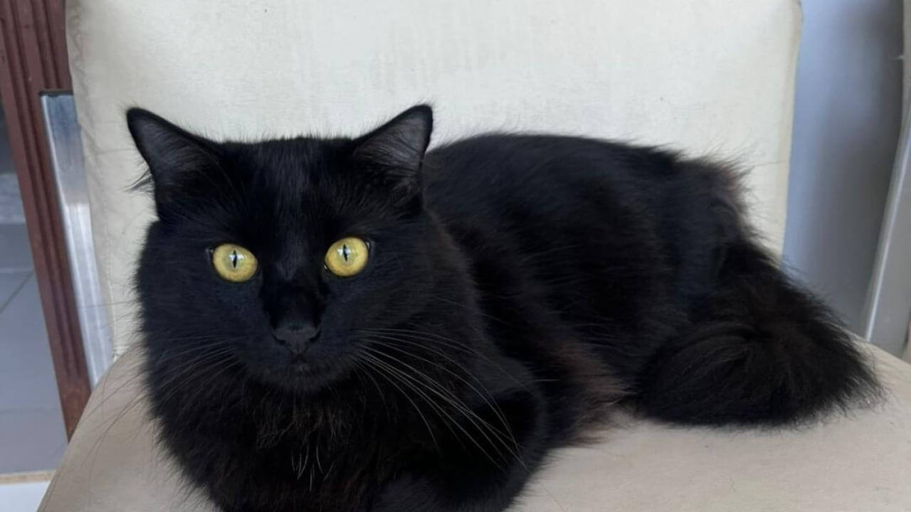 Gato Kico desapareceu no bairro São Cristóvão