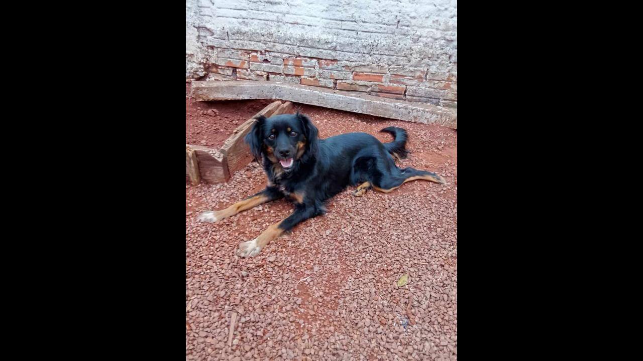 Cachorra Cecília desapareceu no bairro Parque Verde