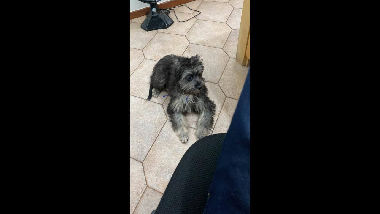 Cachorro é encontrado no bairro São Cristóvão