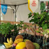 Imagem referente a Feira da Reforma Agrária oferece alimentos produzidos por acampamentos