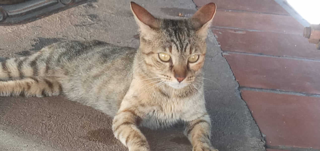 Gata desapareceu no bairro Universitário