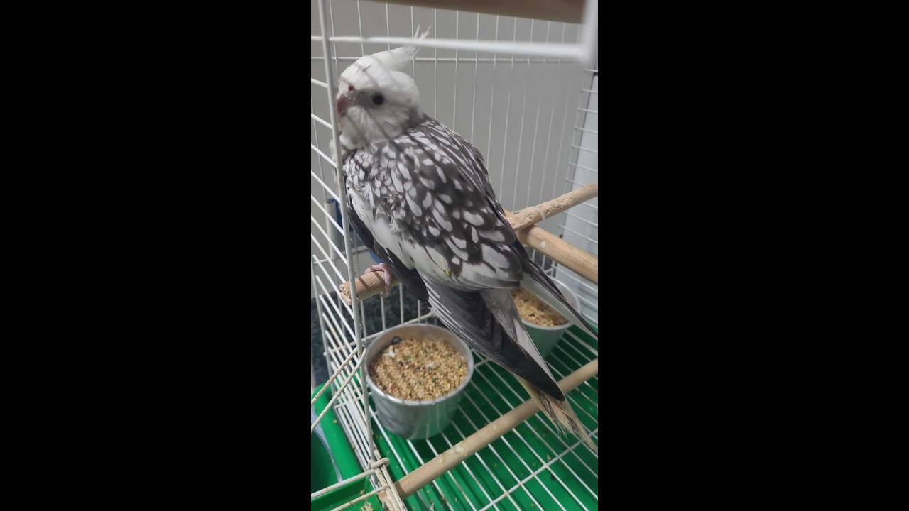 Calopsita é encontrado no bairro Centro