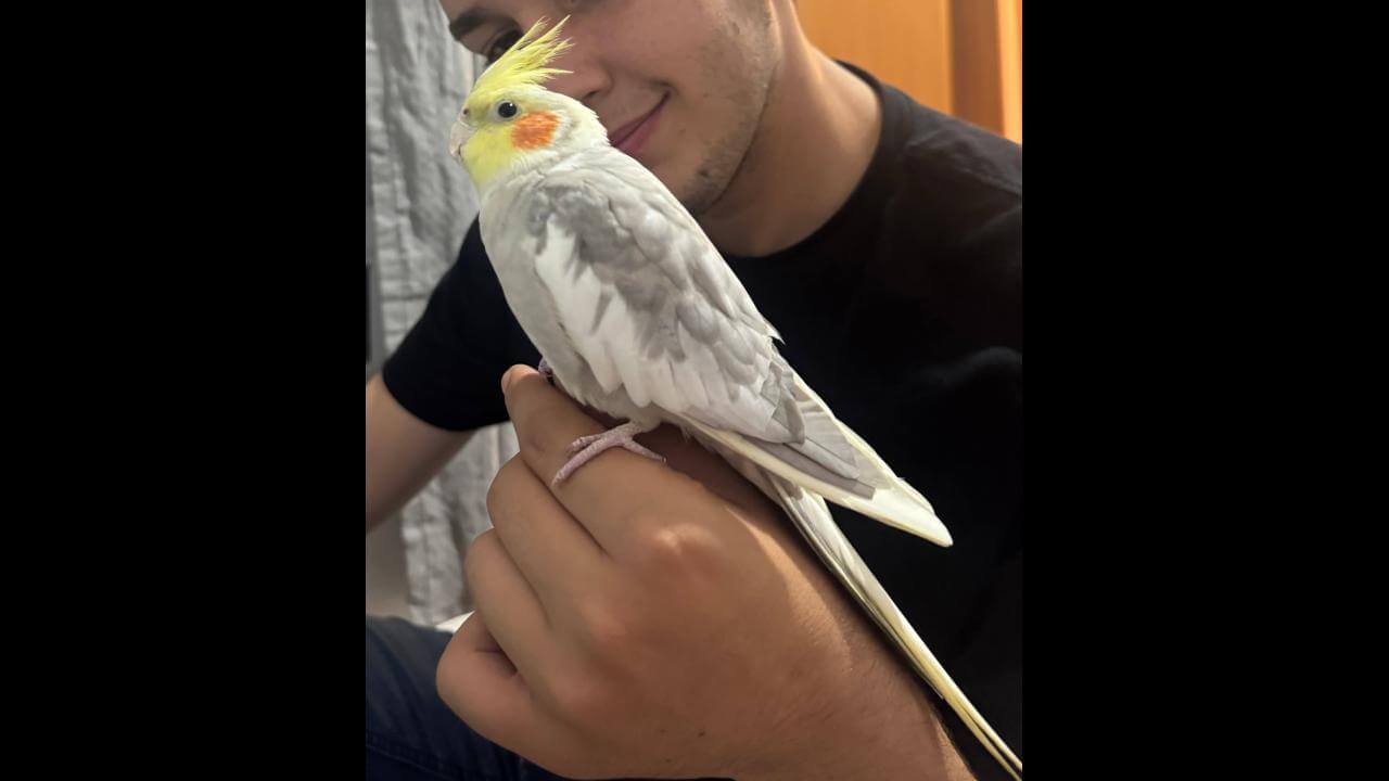 Calopsita Thor desapareceu no bairro Brasília
