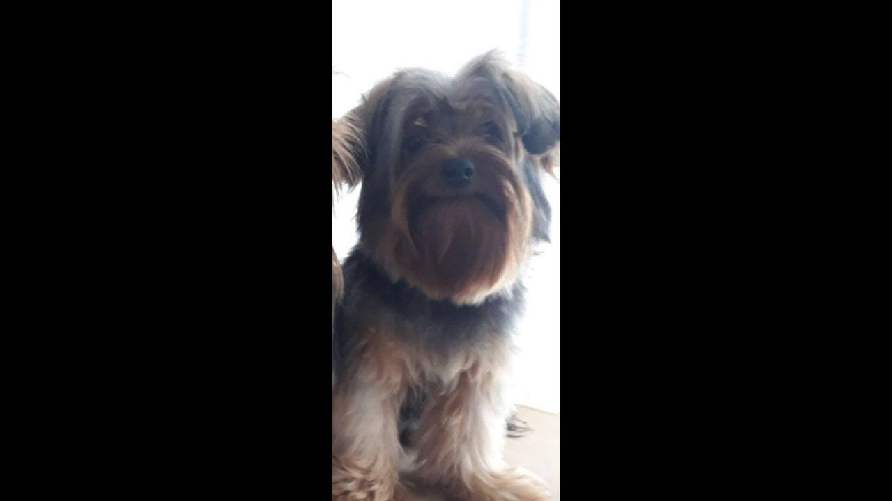 Cachorro desapareceu no bairro Parque São Paulo; Tutor oferece recompensa de R$ 1.000