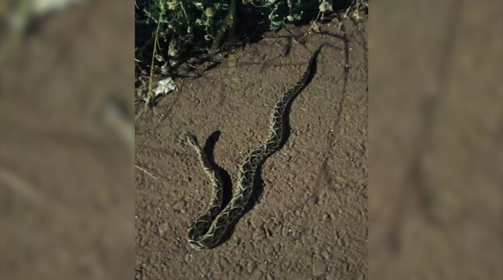 Cobra é capturada pelos Bombeiros no Jardim Montreal