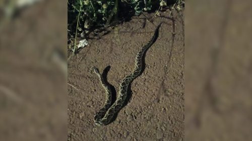 Cobra é capturada pelos Bombeiros no Jardim Montreal Imagem referente a Cobra é capturada pelos Bombeiros no Jardim Montreal