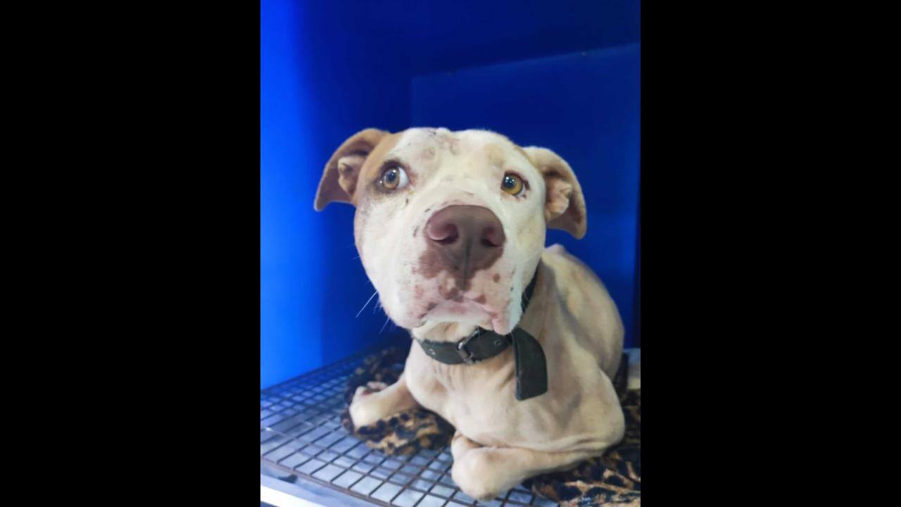 Cachorro é encontrado no bairro Pacaembu