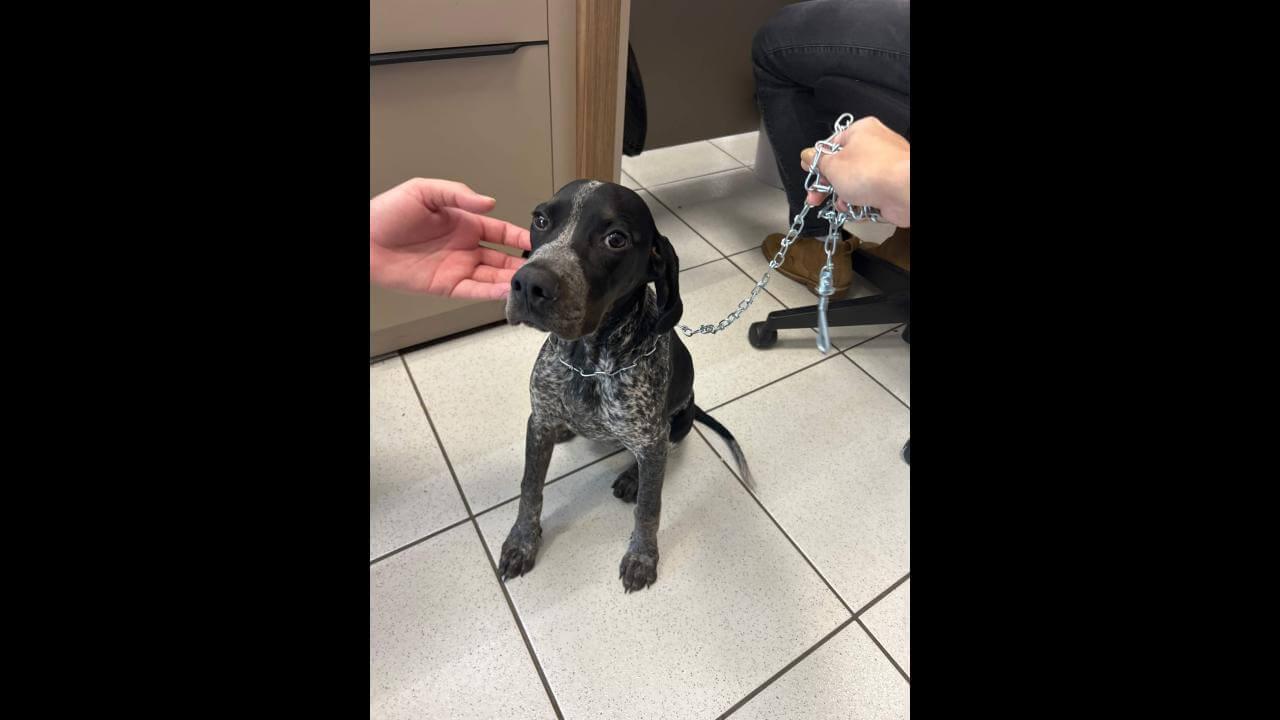 Cachorro é encontrado no bairro Alto Alegre