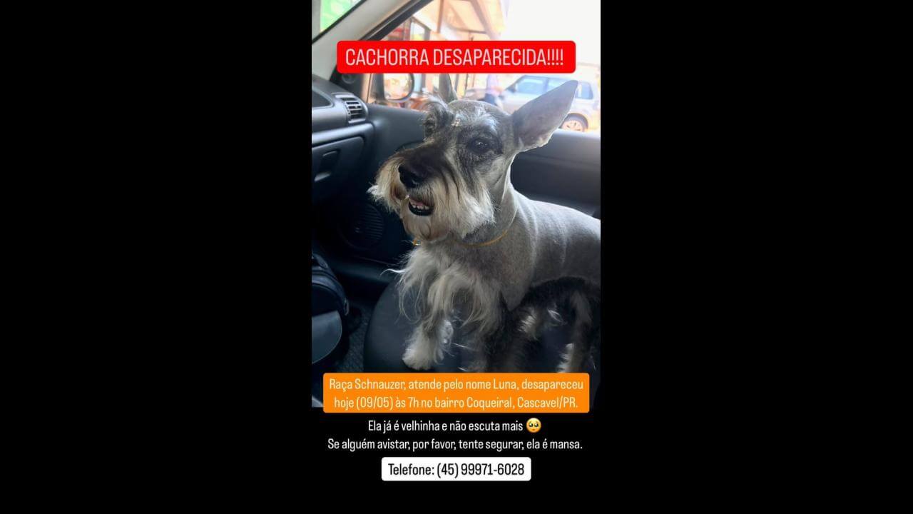 Cachorra Luna desapareceu no bairro Coqueiral