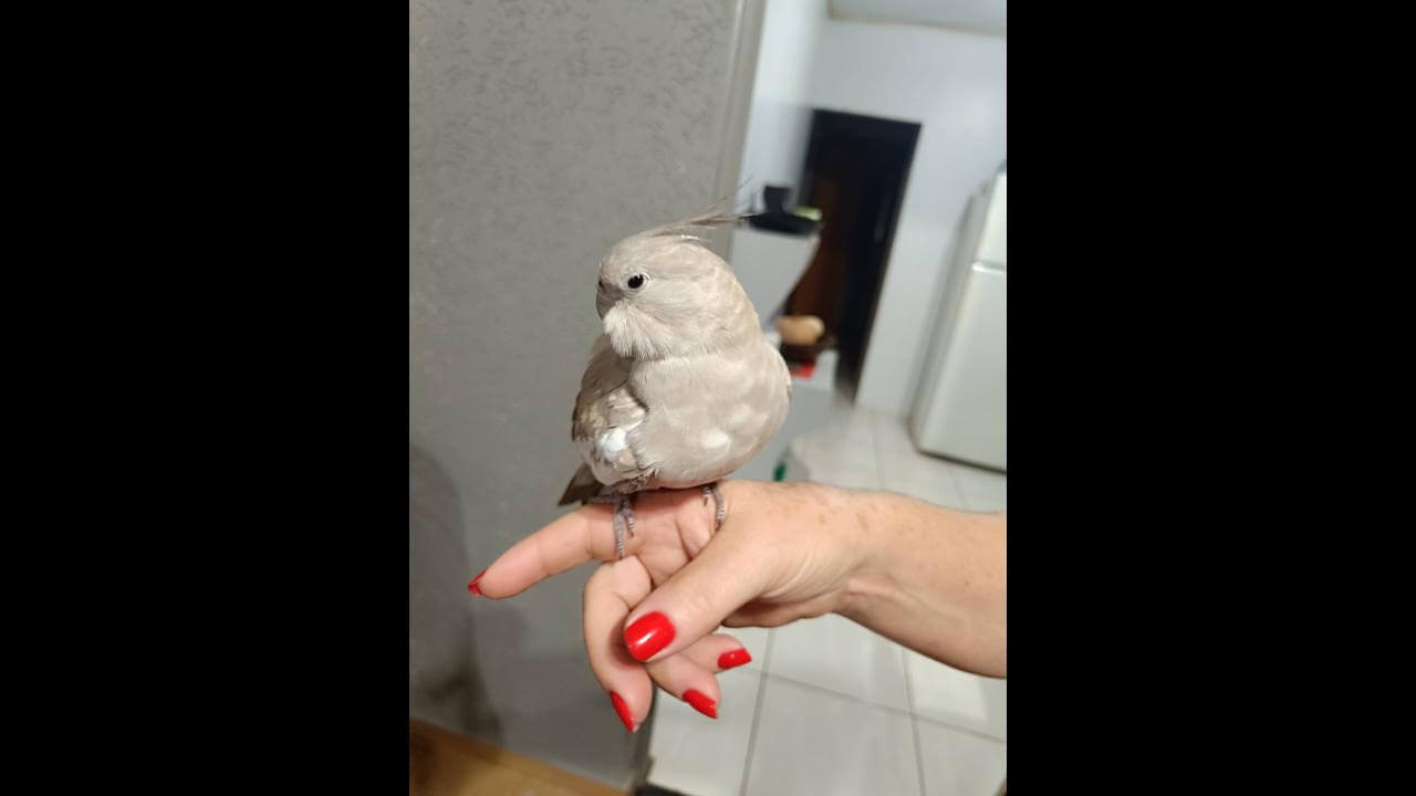 Calopsita desapareceu no bairro Santa Felicidade