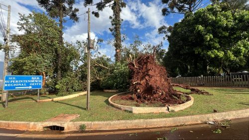 Vento forte derruba árvore de grande porte às margens da PR-486, em Cascavel Imagem referente a Vento forte derruba árvore de grande porte às margens da PR-486, em Cascavel