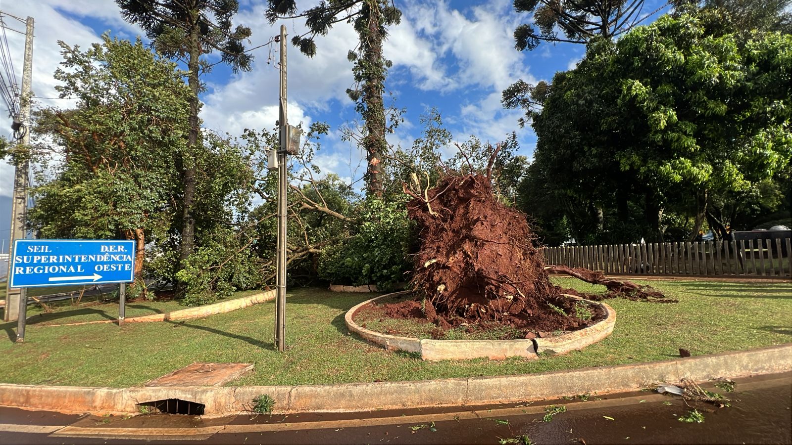 Vento forte derruba árvore de grande porte às margens da PR-486, em Cascavel