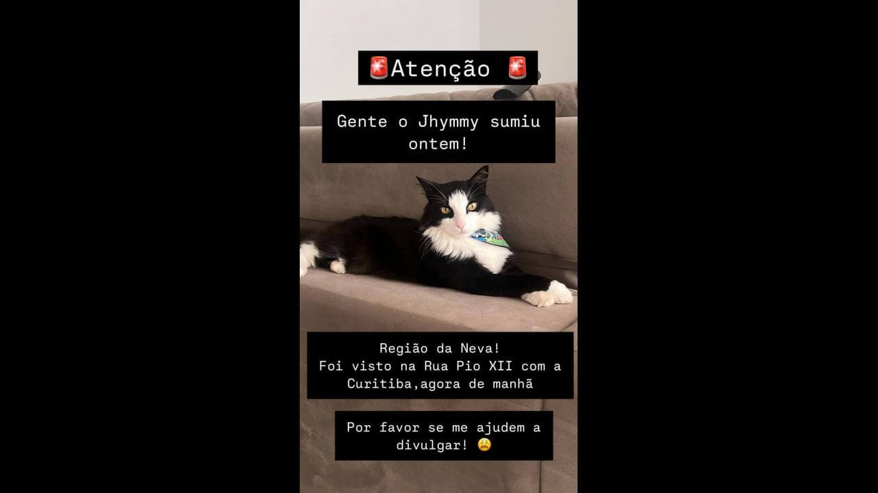Gato Jimmy desapareceu no bairro Neva