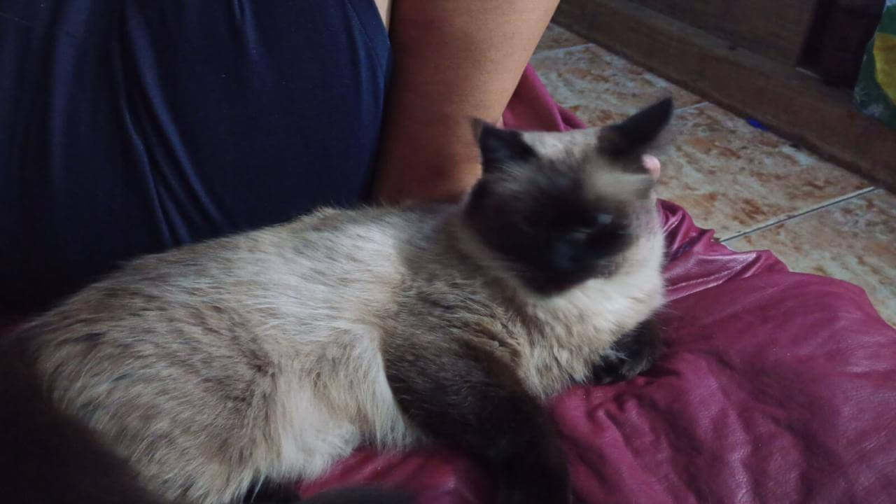 Gata Nina desapareceu no bairro Santa Cruz