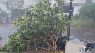 Ventania derruba árvore no Riviera durante temporal em Cascavel