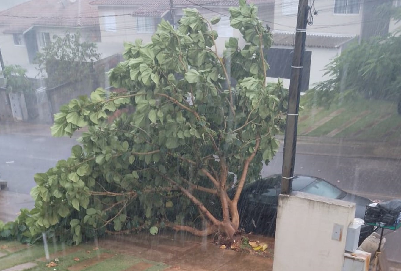 Ventania derruba árvore no Riviera durante temporal em Cascavel
