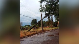 Árvore de grande porte cai em rede de energia no Bairro Lago Azul