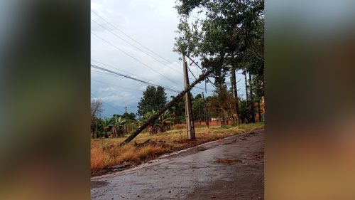 Árvore de grande porte cai em rede de energia no Bairro Lago Azul Imagem referente a Árvore de grande porte cai em rede de energia no Bairro Lago Azul