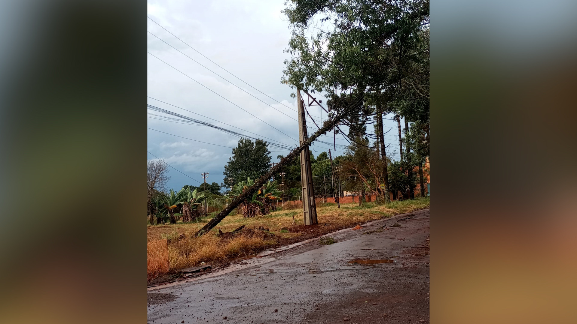 Árvore de grande porte cai em rede de energia no Bairro Lago Azul