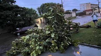 Árvore cai durante temporal na Rua Tuiuti, em Cascavel