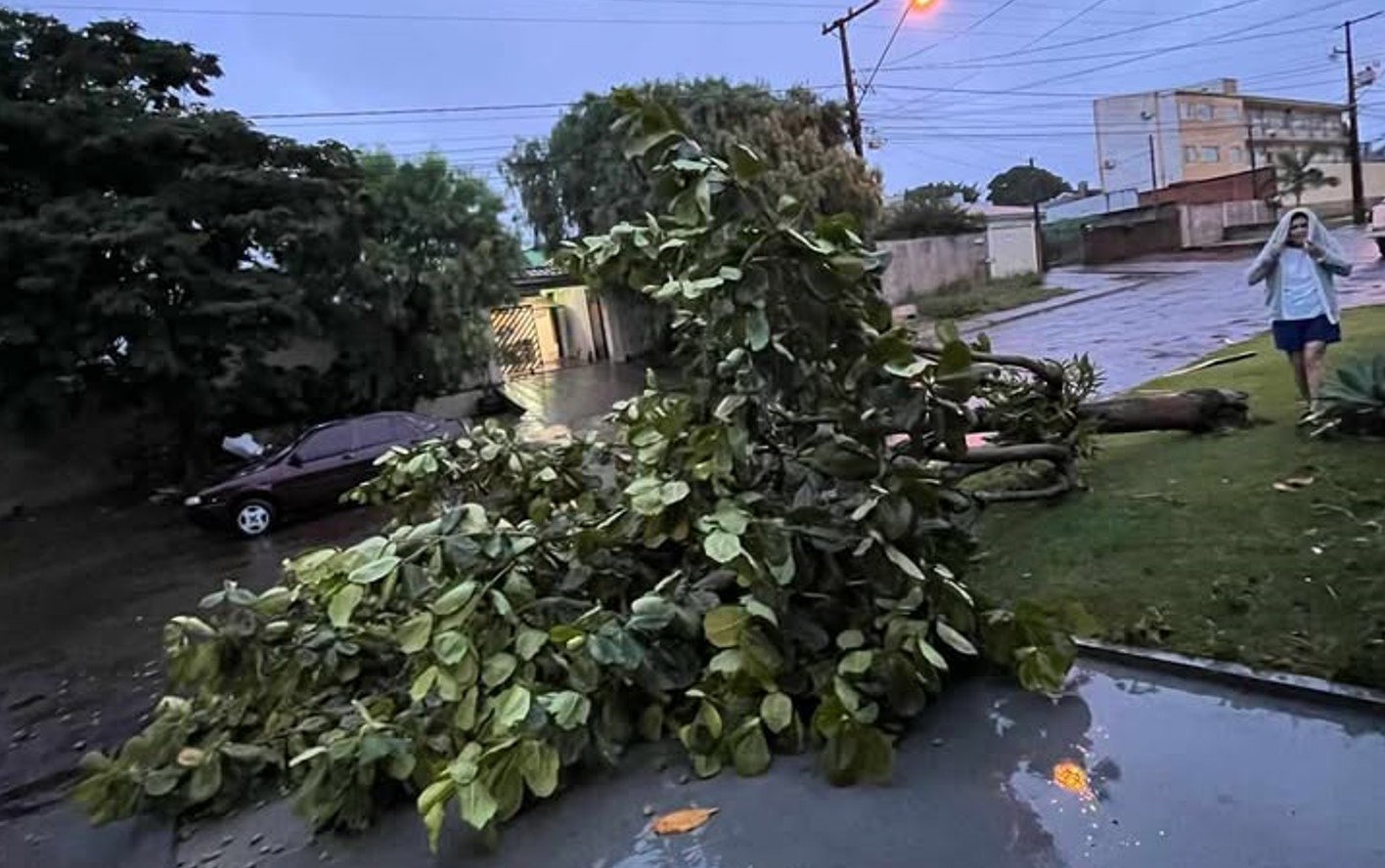 Árvore cai durante temporal na Rua Tuiuti, em Cascavel