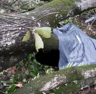 Homem morre atingido por árvore durante vendaval Imagem referente a Homem morre atingido por árvore durante vendaval