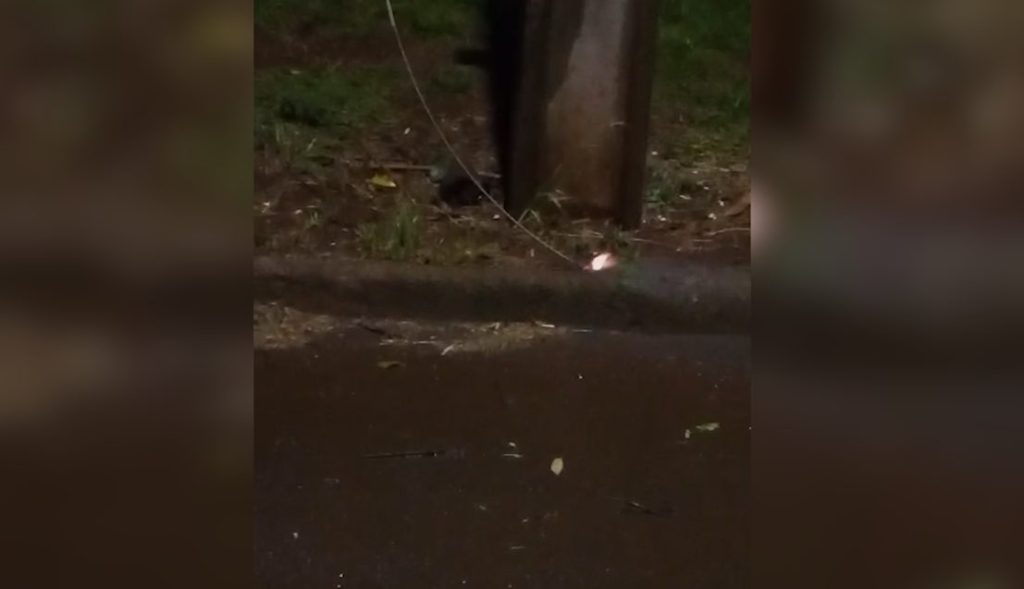 Vídeos mostram fio pegando fogo na mesma rua onde homem morreu eletrocutado