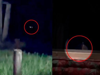 Invasão selvagem: onça-pintada devora gato de estimação e assusta moradores Imagem referente a Invasão selvagem: onça-pintada devora gato de estimação e assusta moradores