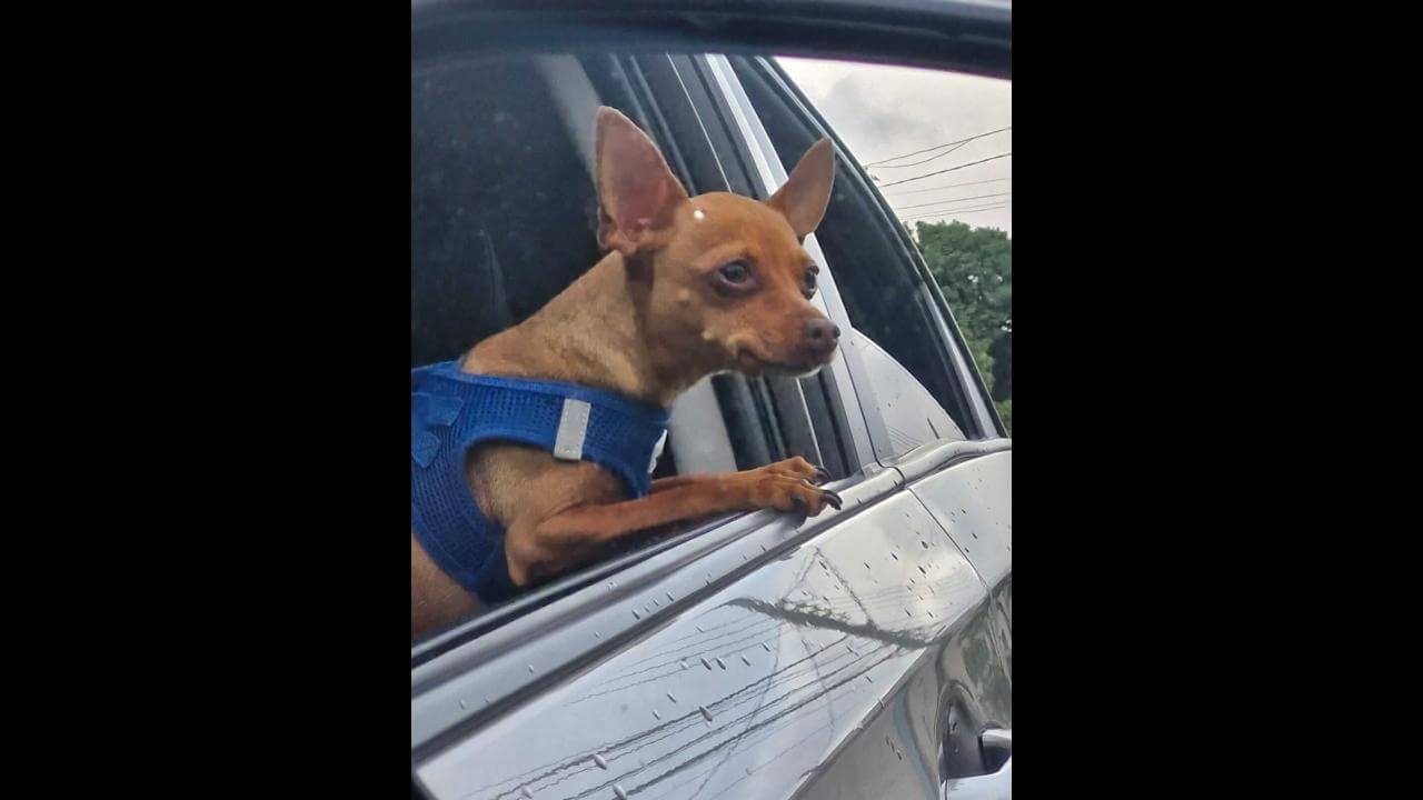 Cachorro Zeus desapareceu no bairro Parque São Paulo